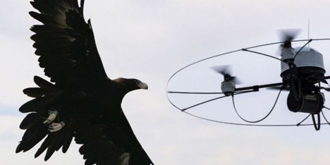 Metropolitan Police considering using eagles to tackle rogue drones