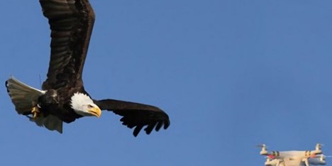 Metropolitan Police considering using eagles to tackle rogue drones