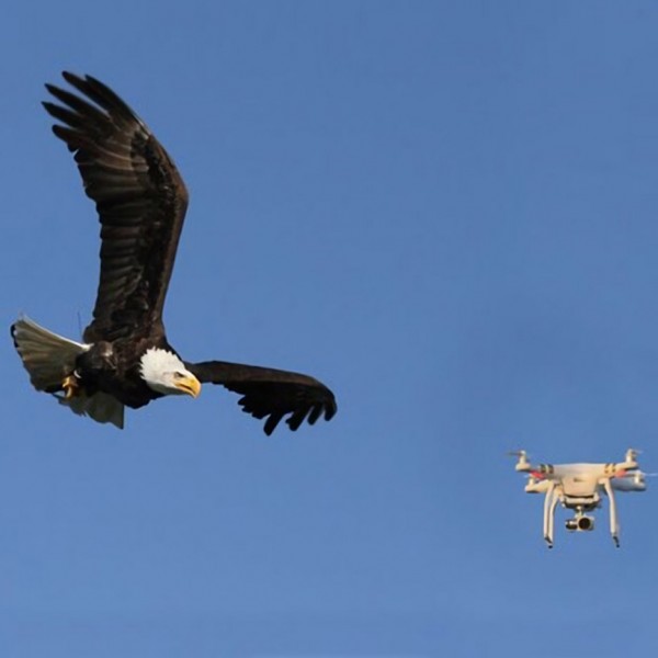 Metropolitan Police considering using eagles to tackle rogue drones