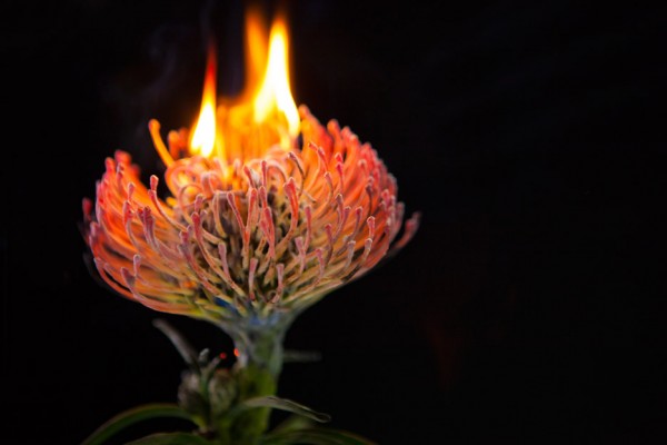 Bompas & Parr has developed two forms of colour-changing botanicals