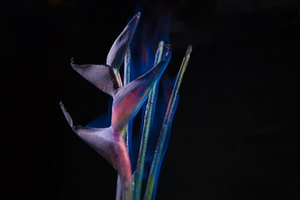 Bompas & Parr has developed two forms of colour-changing botanicals