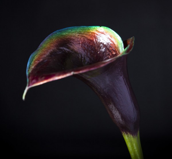 Bompas & Parr has developed two forms of colour-changing botanicals