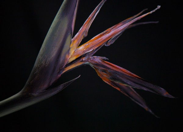 Bompas & Parr has developed two forms of colour-changing botanicals