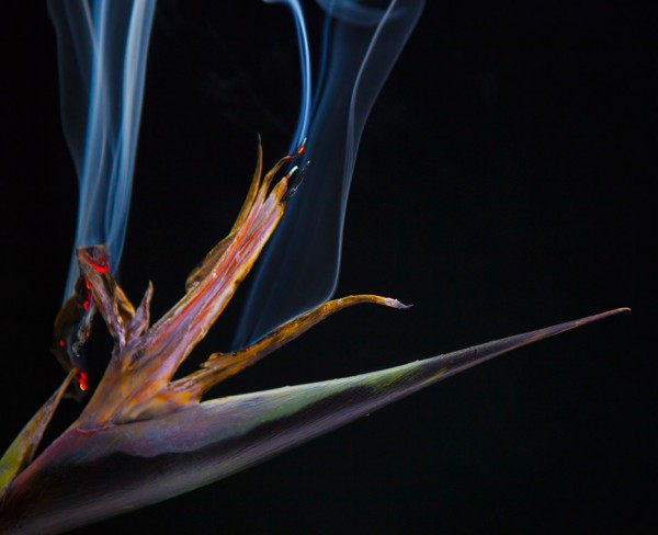 Bompas & Parr has developed two forms of colour-changing botanicals