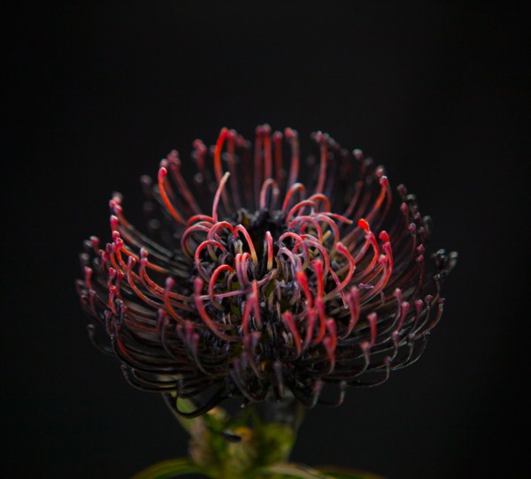 Bompas & Parr has developed two forms of colour-changing botanicals