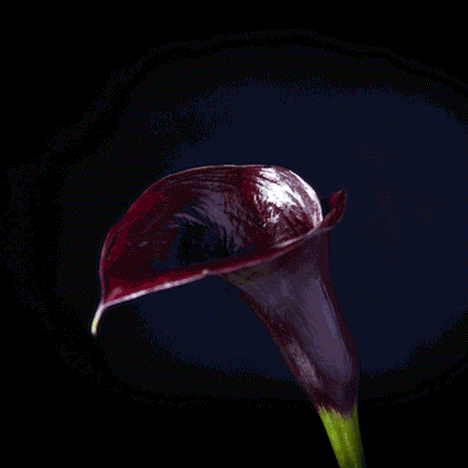 Bompas & Parr has developed two forms of colour-changing botanicals