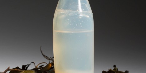 Algae water bottle by Ari Jonsson