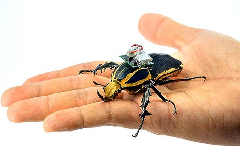 Cyborg beetles by a team from Nanyang Technological University in Singapore and the University of California Berkley