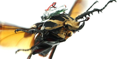 Cyborg beetles by a team from Nanyang Technological University in Singapore and the University of California Berkley