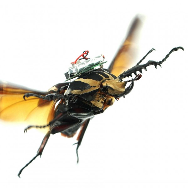 Cyborg beetles by a team from Nanyang Technological University in Singapore and the University of California Berkley
