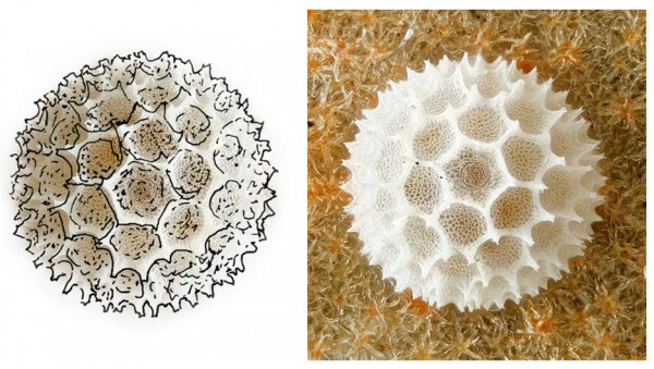 the-butterfly-egg-tia-kharrat-biomimicry-westminster-architecture-graduate_dezeen_sketcha