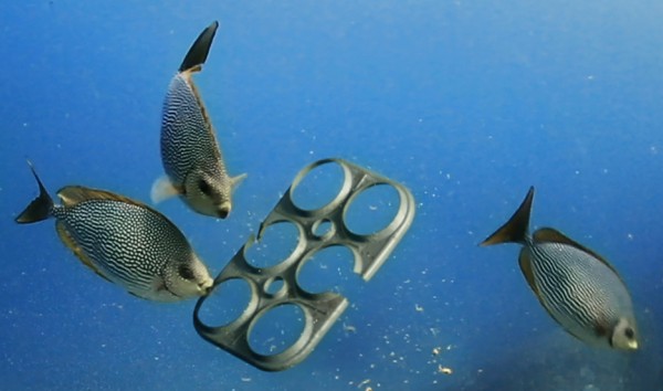 Edible six-pack rings by We Believers x Saltwater Brewery