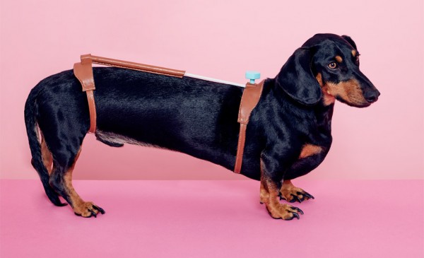Cuteness Tool for Dachshunds by Hyerim Shin