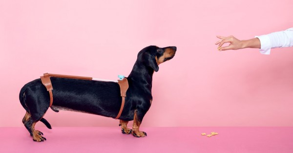 Cuteness Tool for Dachshunds by Hyerim Shin