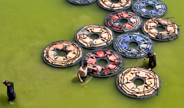 F Lotus by Ai Weiwei