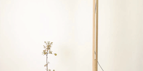 Poise lamp by Saif Faisal