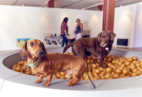 Play More dog exhibition by Dominic Wilcox and More Than