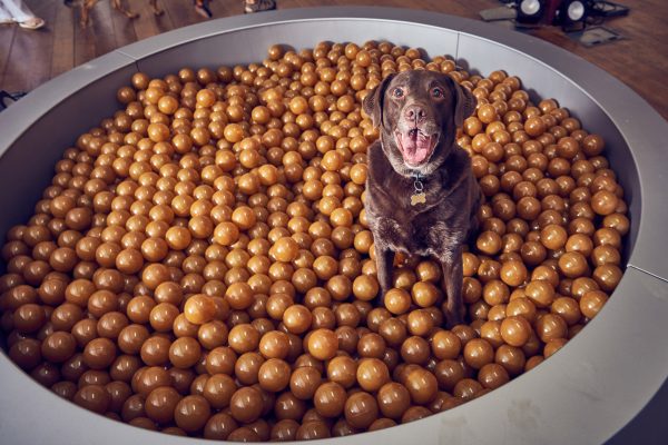 Play More dog exhibition by Dominic Wilcox and More Than