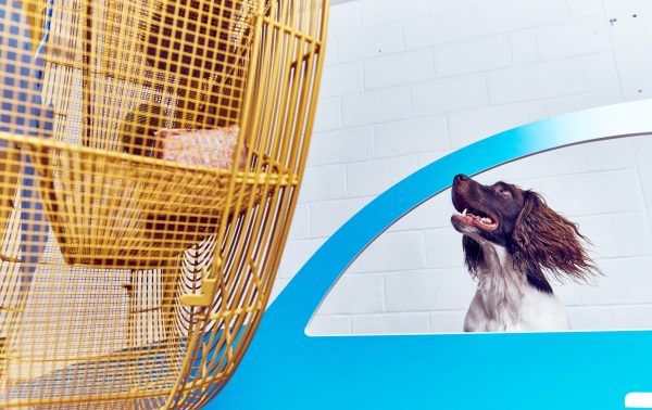 Play More dog exhibition by Dominic Wilcox and More Than