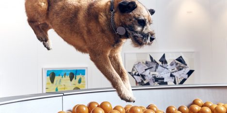 Play More dog exhibition by Dominic Wilcox and More Than