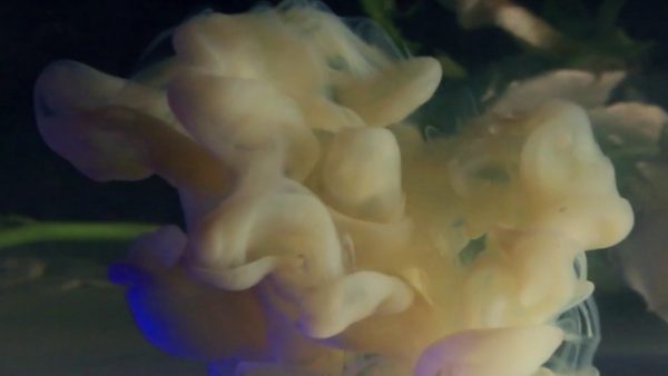 Yuma music video by Kamiel Rongen