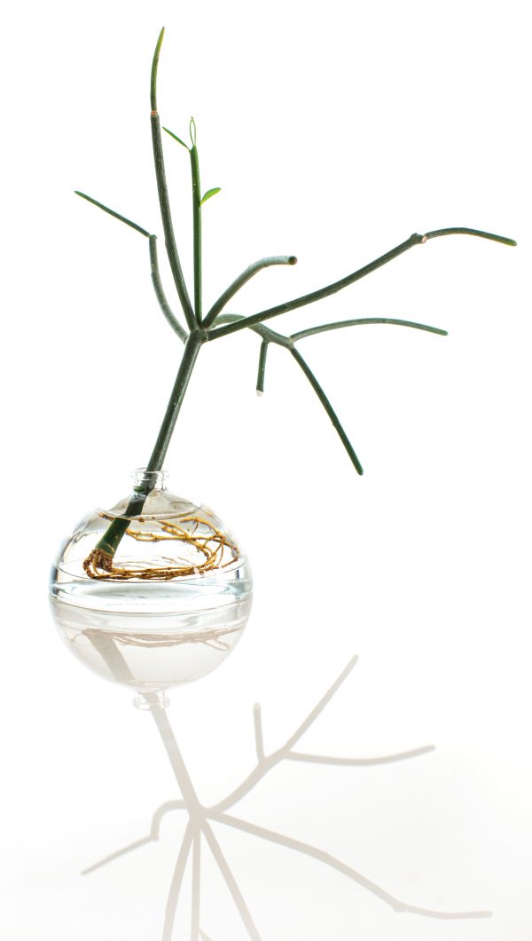 DWM: Xinú perfume bottle by Esrawe Studio
