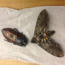 Cyborg insects map out disaster zones