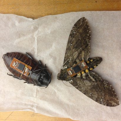 Cyborg insects map out disaster zones