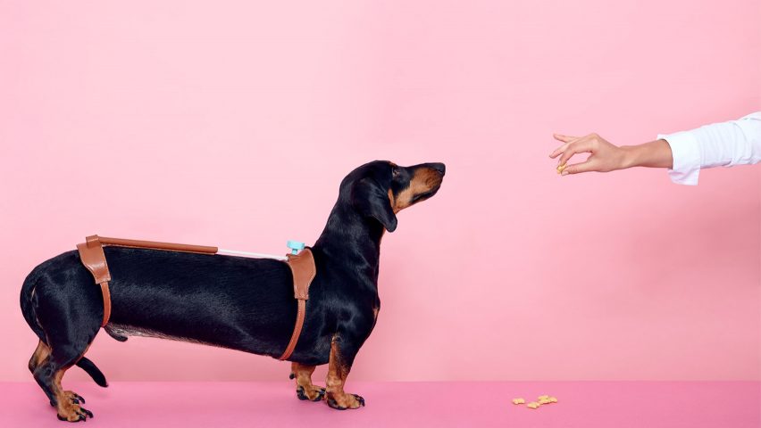 Hyerim Shin's Cuteness Tool for Dachshunds