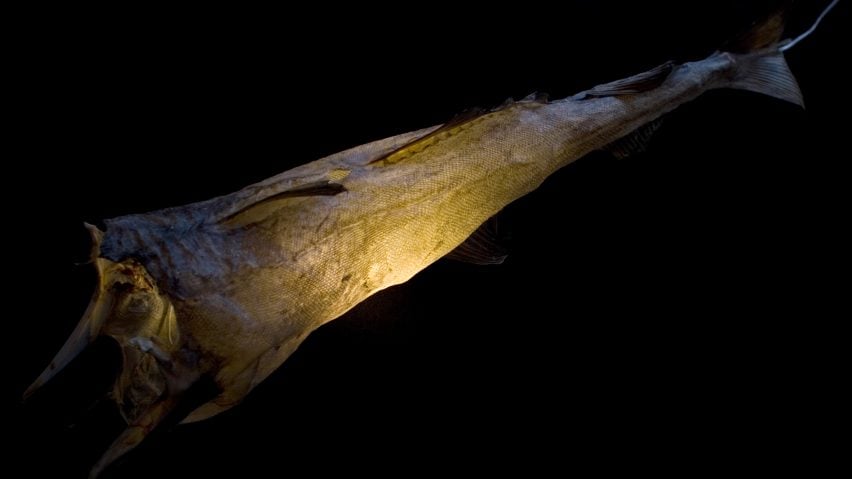 Icelandic designers turn dried fish into Uggi lights