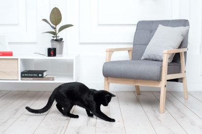 Petcube Play
