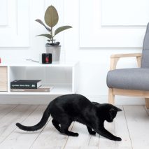 Petcube Play lets you interact with your pet remotely from a smartphone