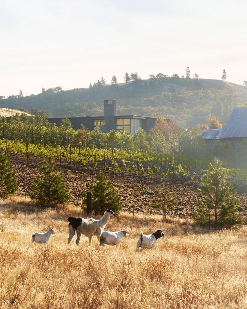 COR cellars by goCStudio