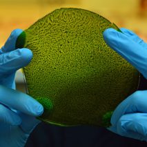 synthetic biological leaf