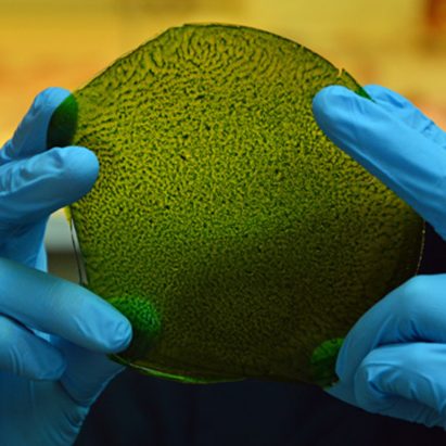 synthetic biological leaf