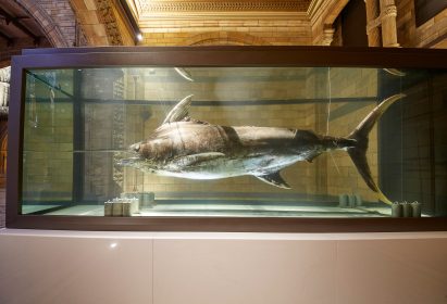 Blue whale in Hintze Hall at the Natural History Museum