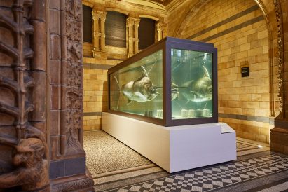 Blue whale in Hintze Hall at the Natural History Museum