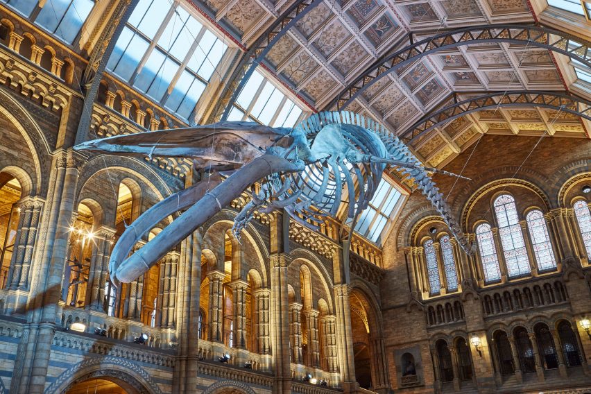 Blue whale in Hintze Hall at the Natural History Museum