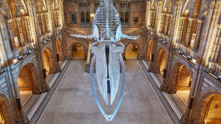 Blue whale in Hintze Hall at the Natural History Museum