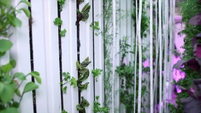 Freight Farms allow leafy greens to be grown in urban environments
