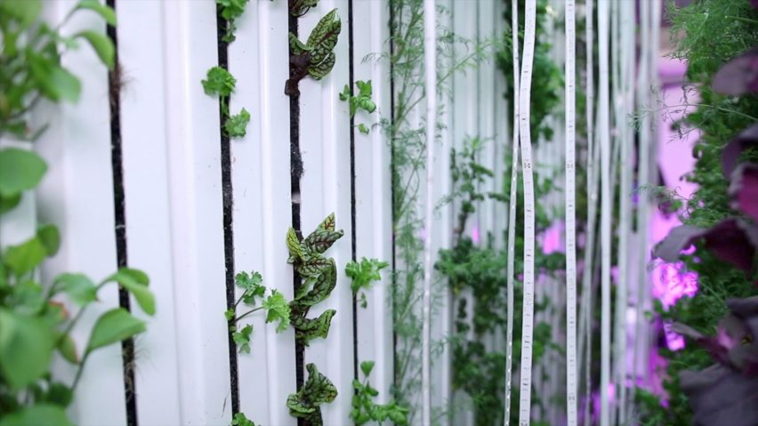 Freight Farms allow leafy greens to be grown in urban environments
