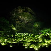 teamLab's installation is named A Forest Where Gods Live