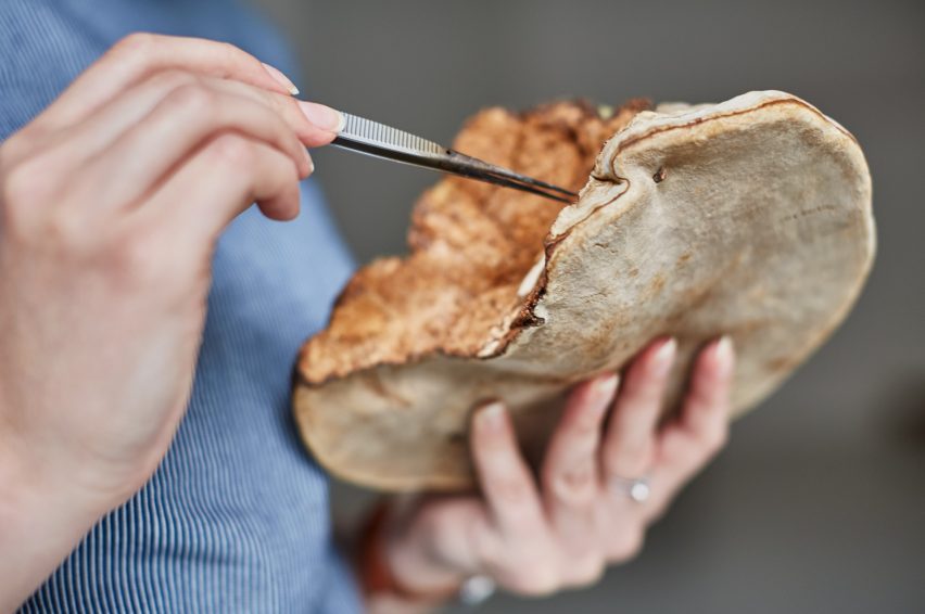 Mushroom mycelium used to create suede-like furniture by Sebastian Cox and Ninela Ivanova