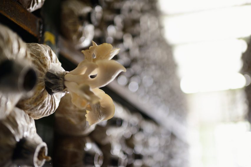 Engineers Dirk Hebel and Philippe Block use fungi to build self-supporting structures