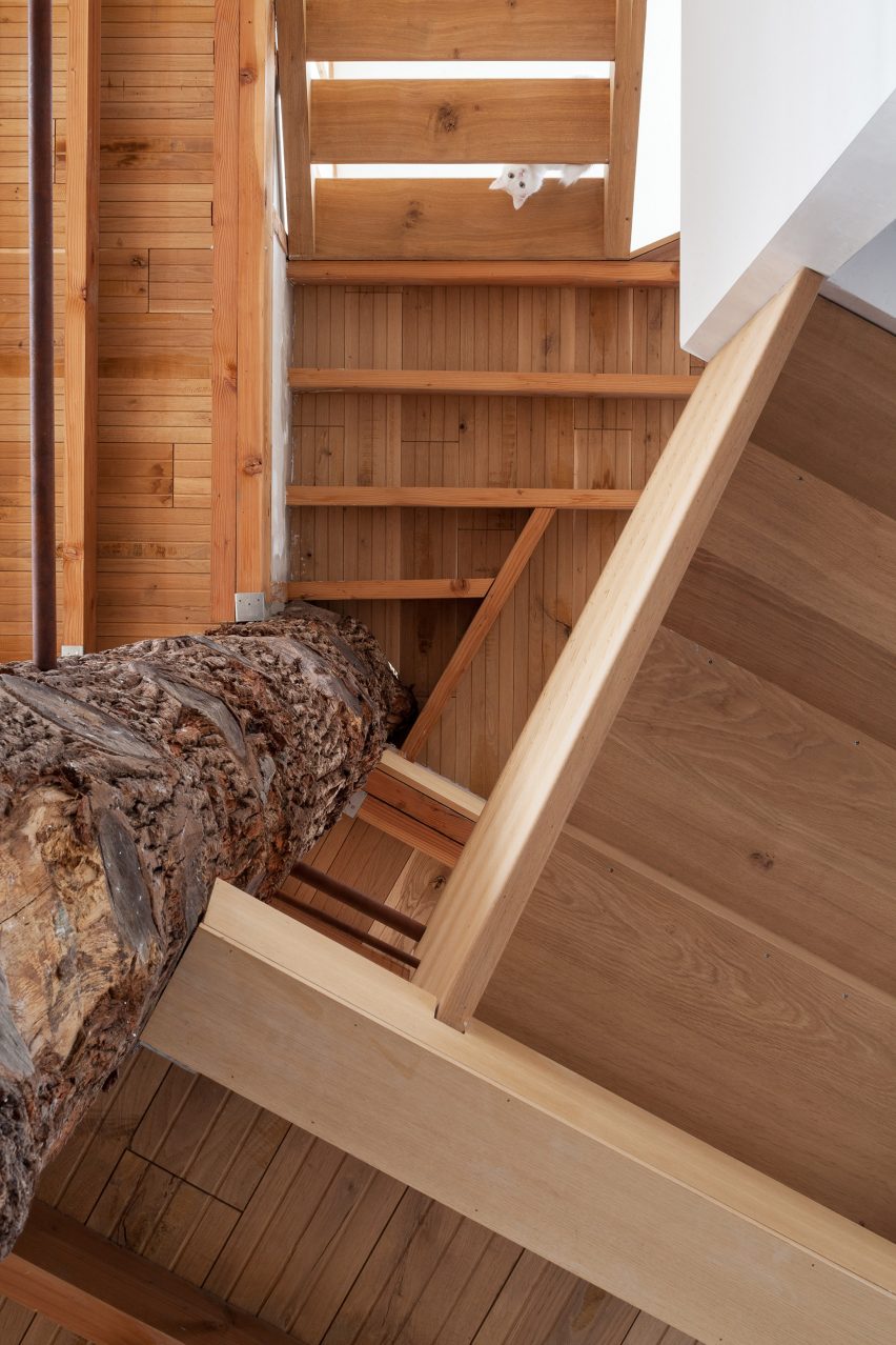 Atelier Vens Vanbelle build pentagonal house around an oak tree trunk