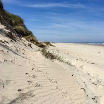 Sand becomes “increasingly scarce and expensive”, threatening glassmaking and construction