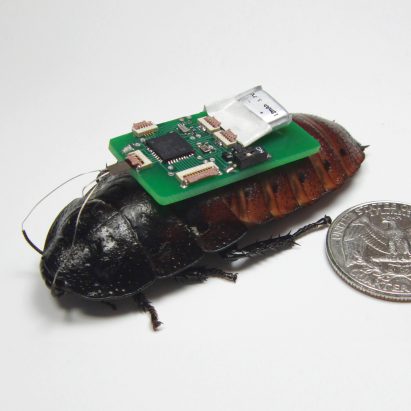 Wild robots could replace vanishing species, says Robotanica curator