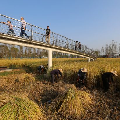 World Landscape of the Year 2017 teaches people about China’s farming history, says Turenscape