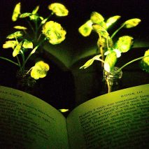 MIT engineers transform plants into lights