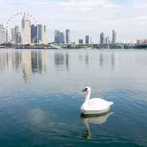 Robotic swans used to monitor quality of Singapore’s drinking water